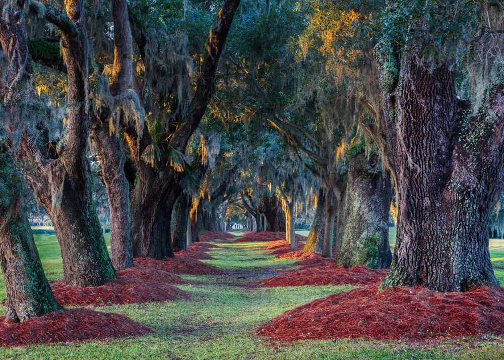 Avenue of the Oaks