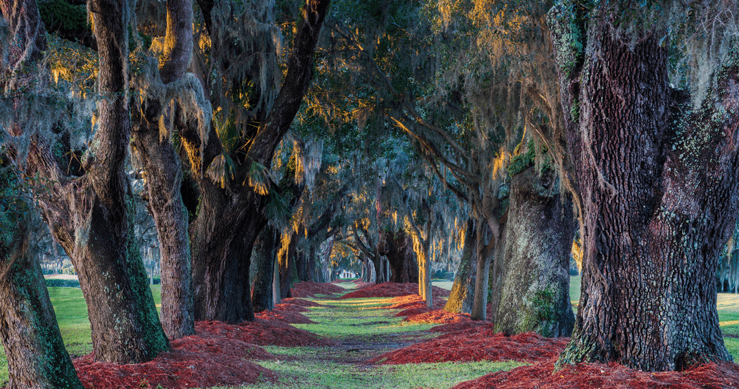 Golden Isles Family Photo Locations