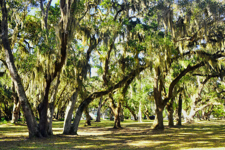 Mallery Park St. Simons