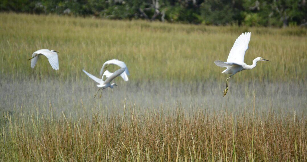 Little St. Simons Island Marsh and Birds