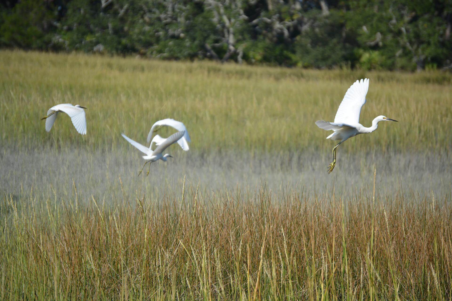 Little St. Simons Island Marsh and Birds