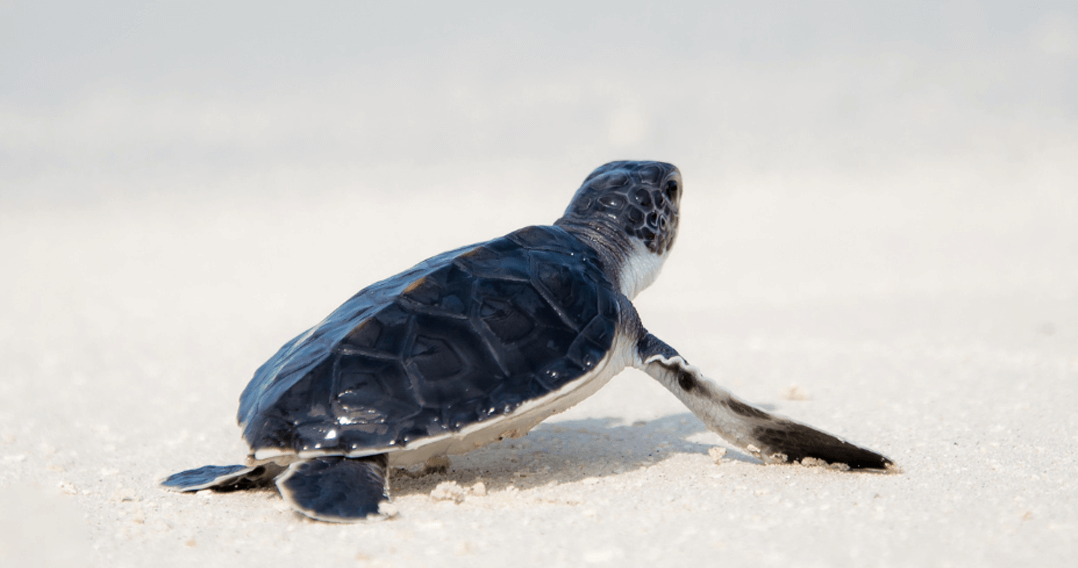 Things to do with kids on Jekyll Island