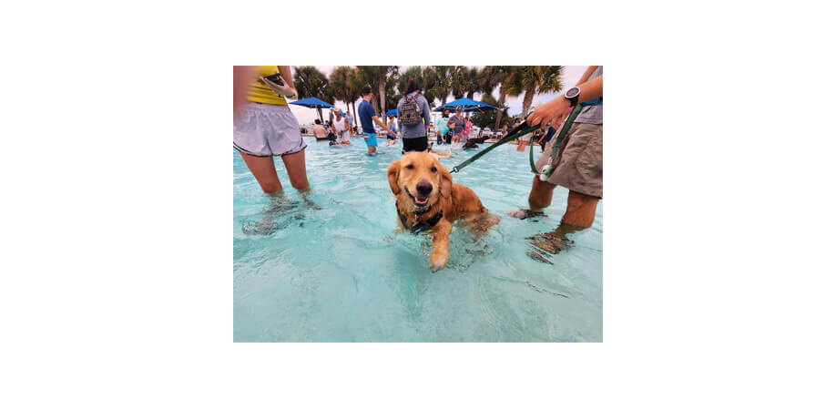 Drool at the Pool